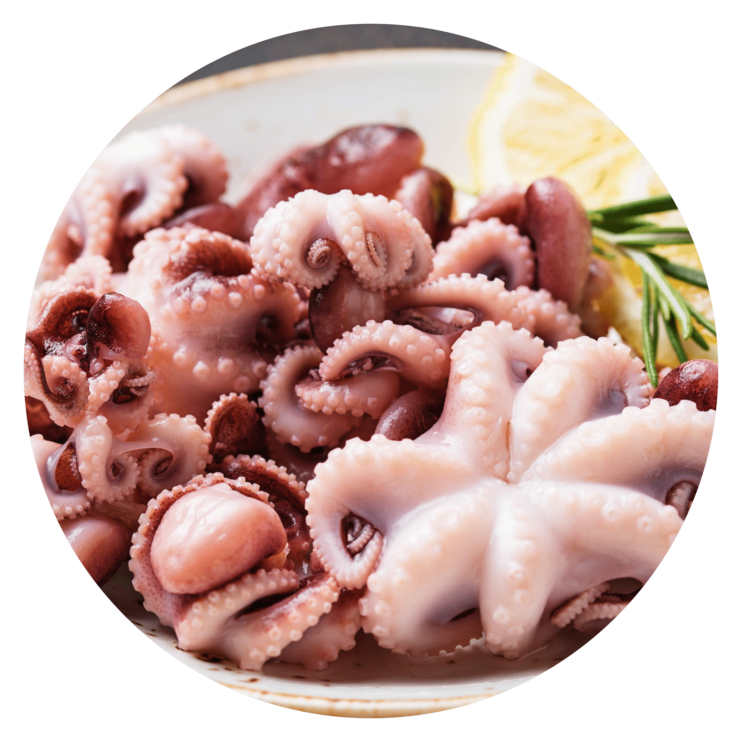 Baby-Octopus