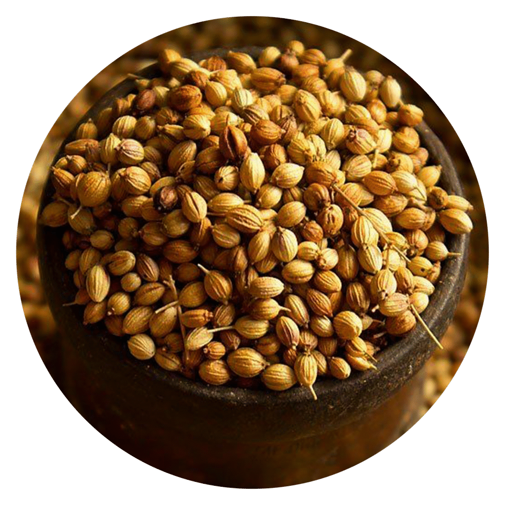 Coriander