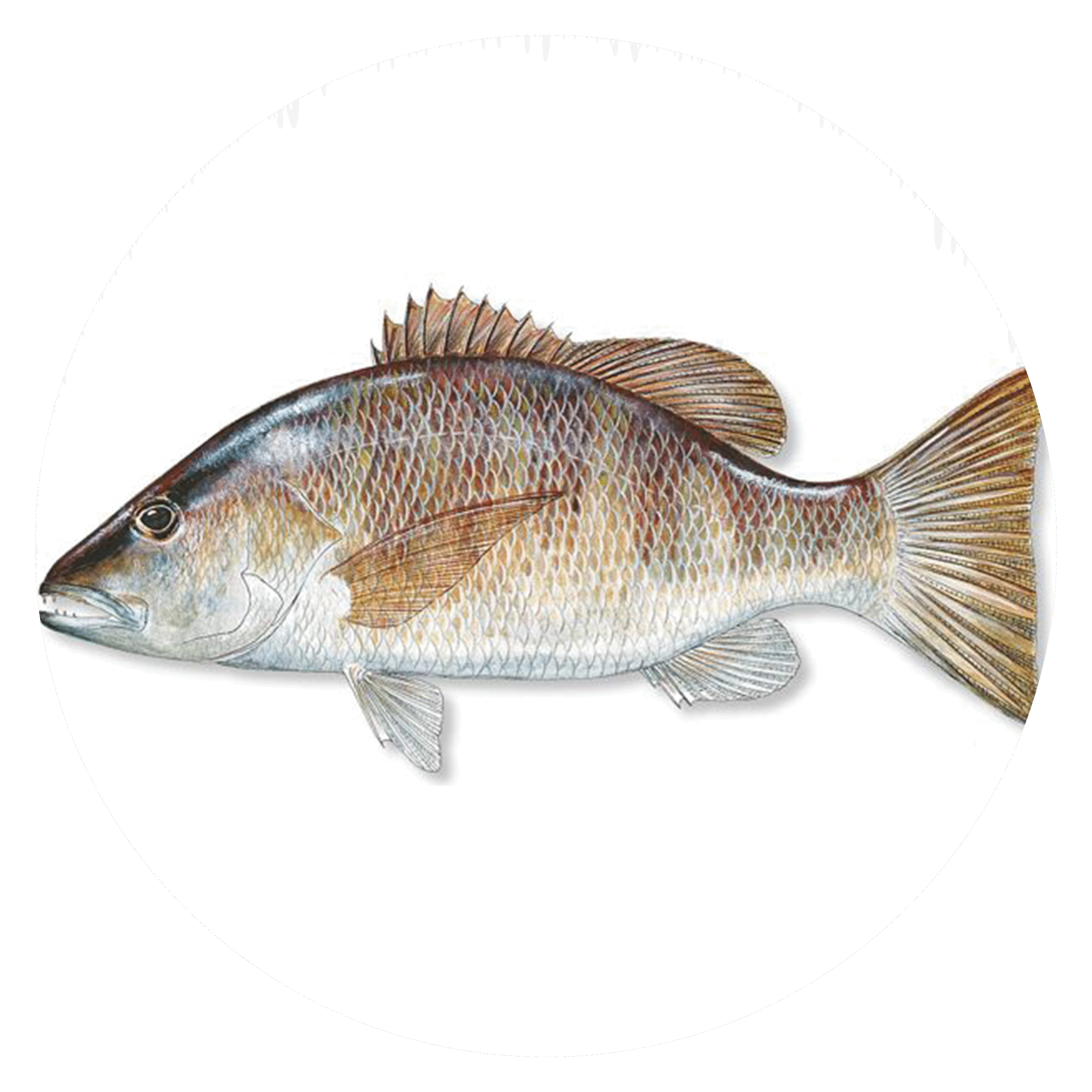 Gray-Snapper