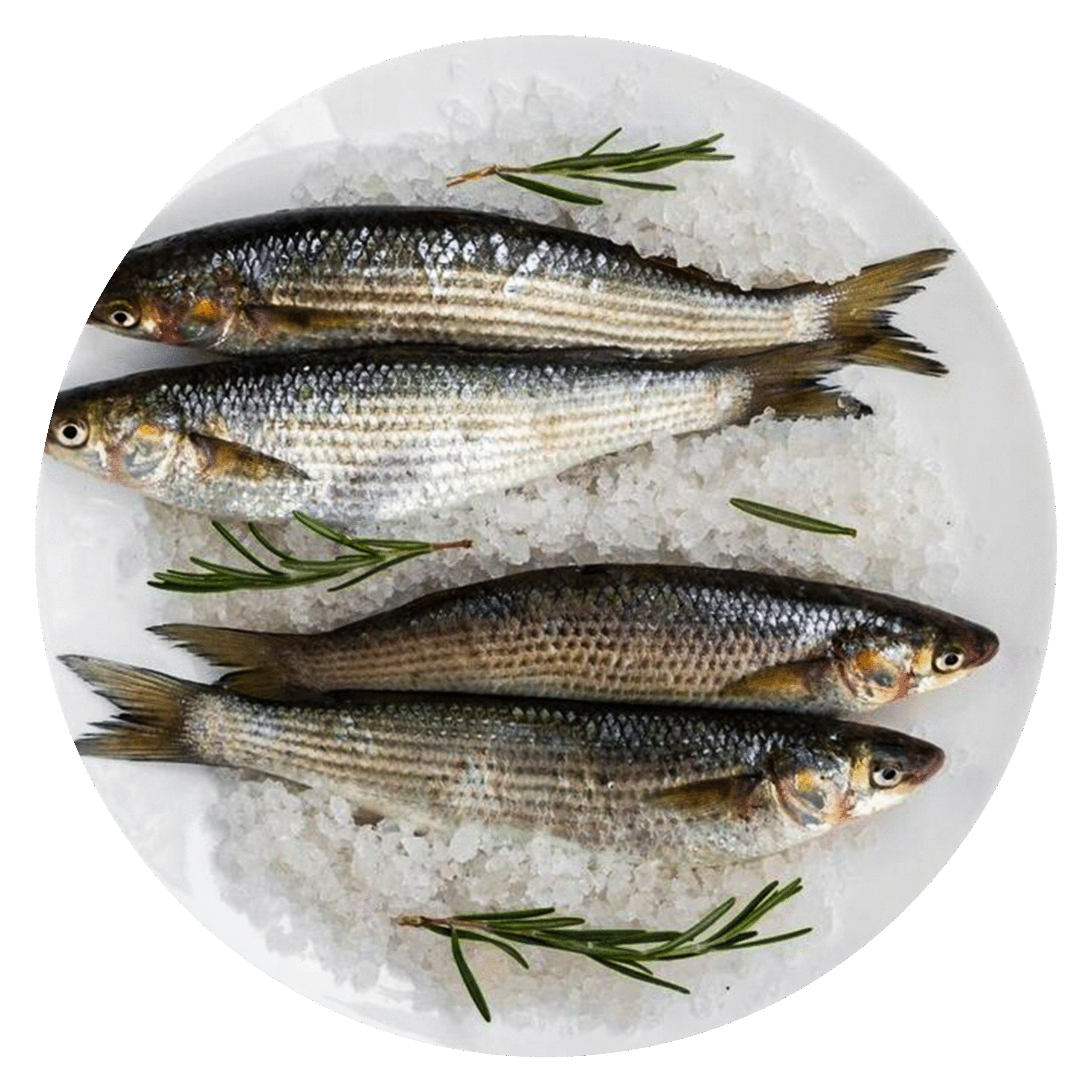 Mackerel-fish