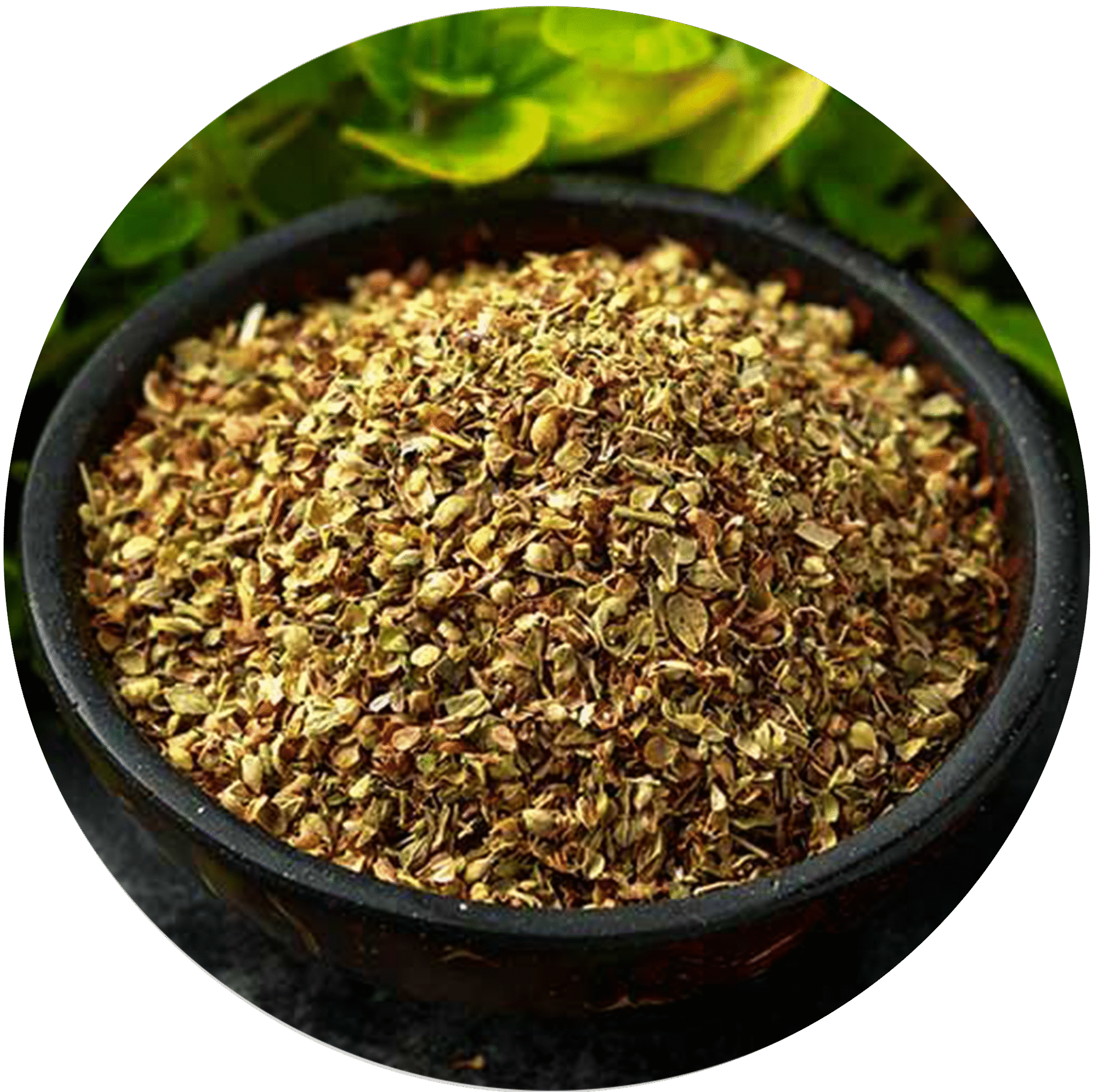 Oregano