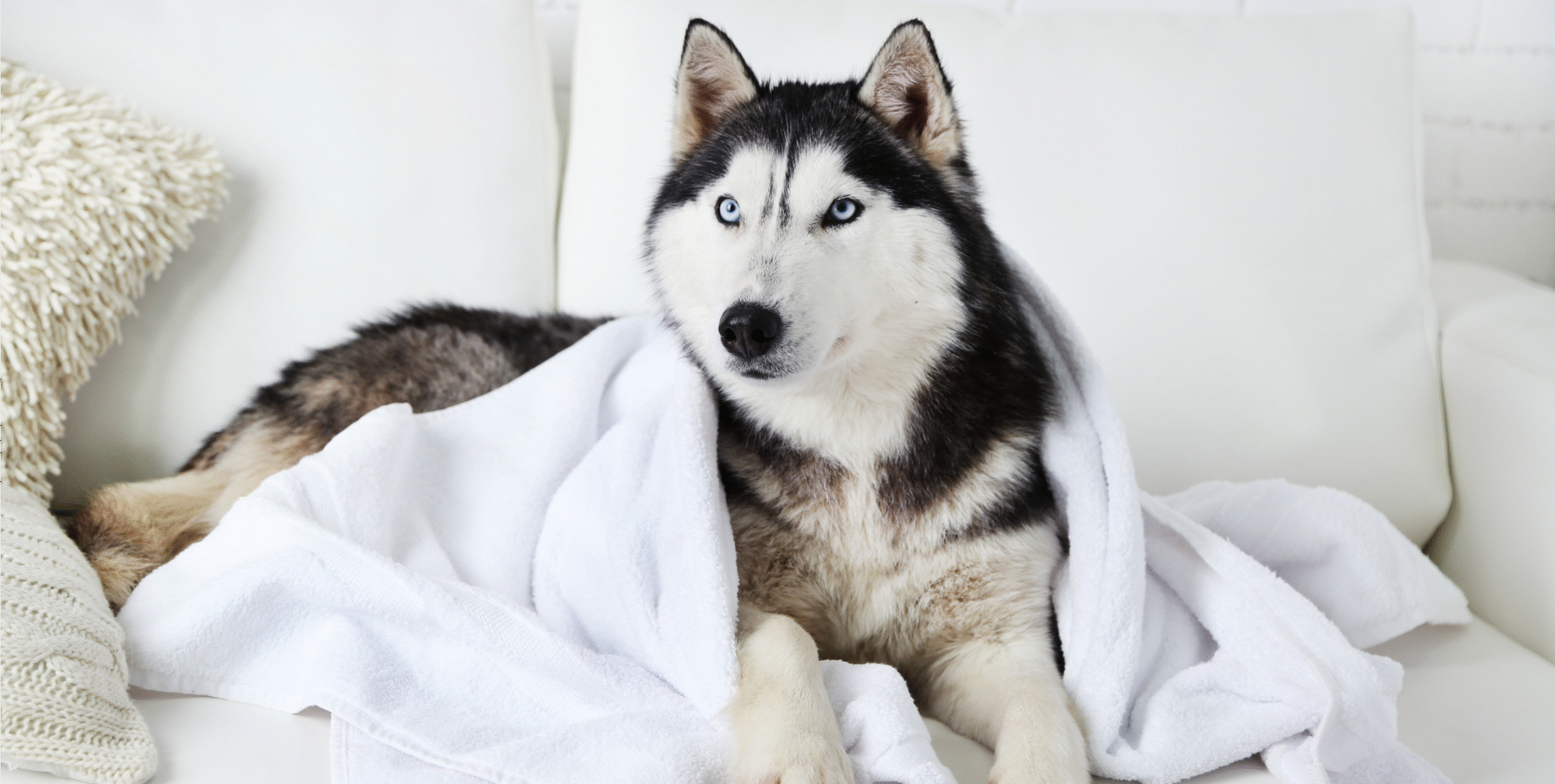 Pet-Towels
