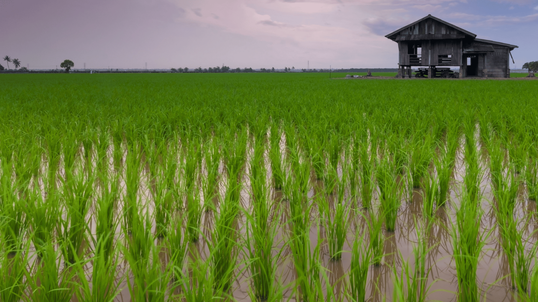 Rice-Farm