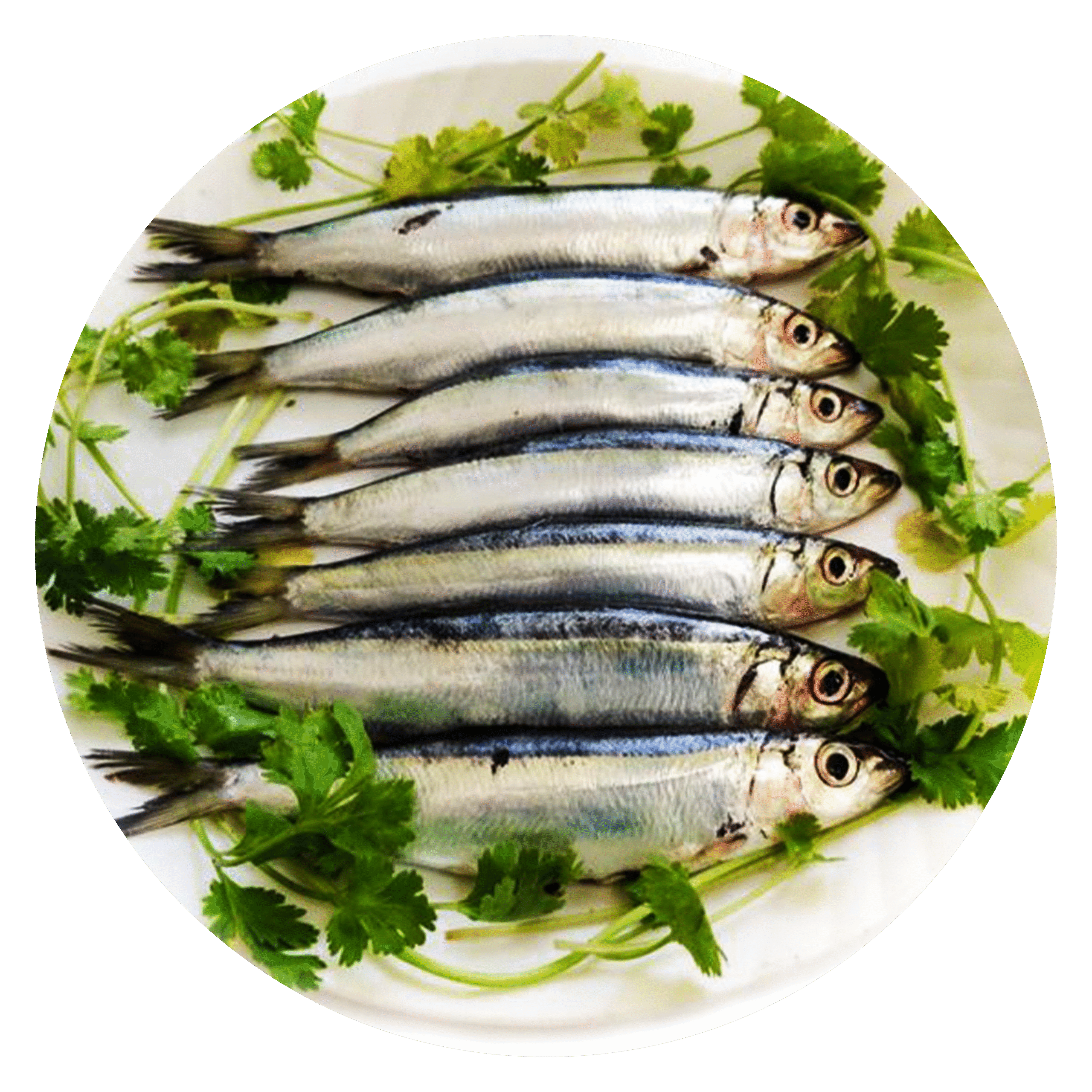 Sardine fish