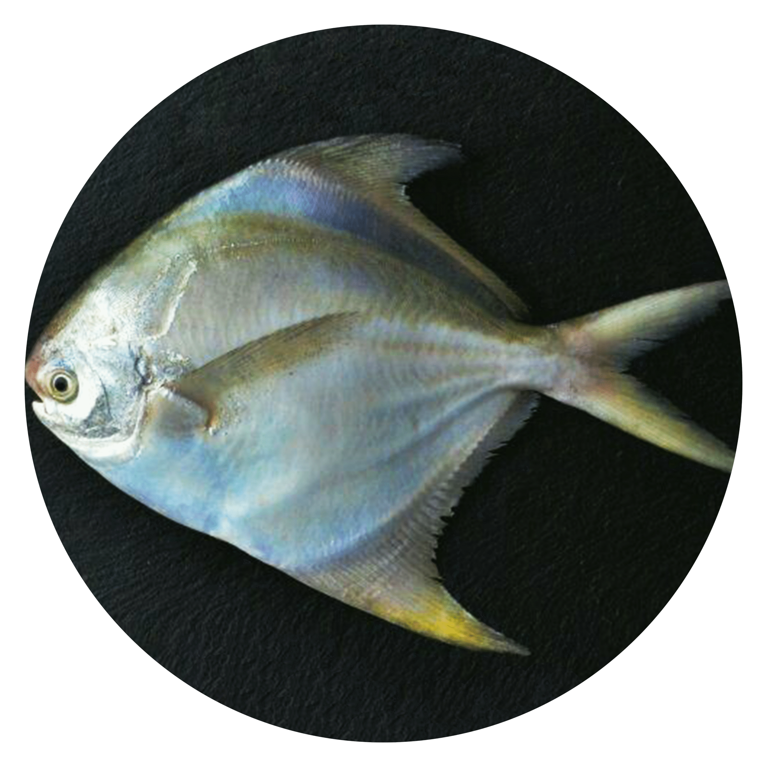 Silver-Pomfret