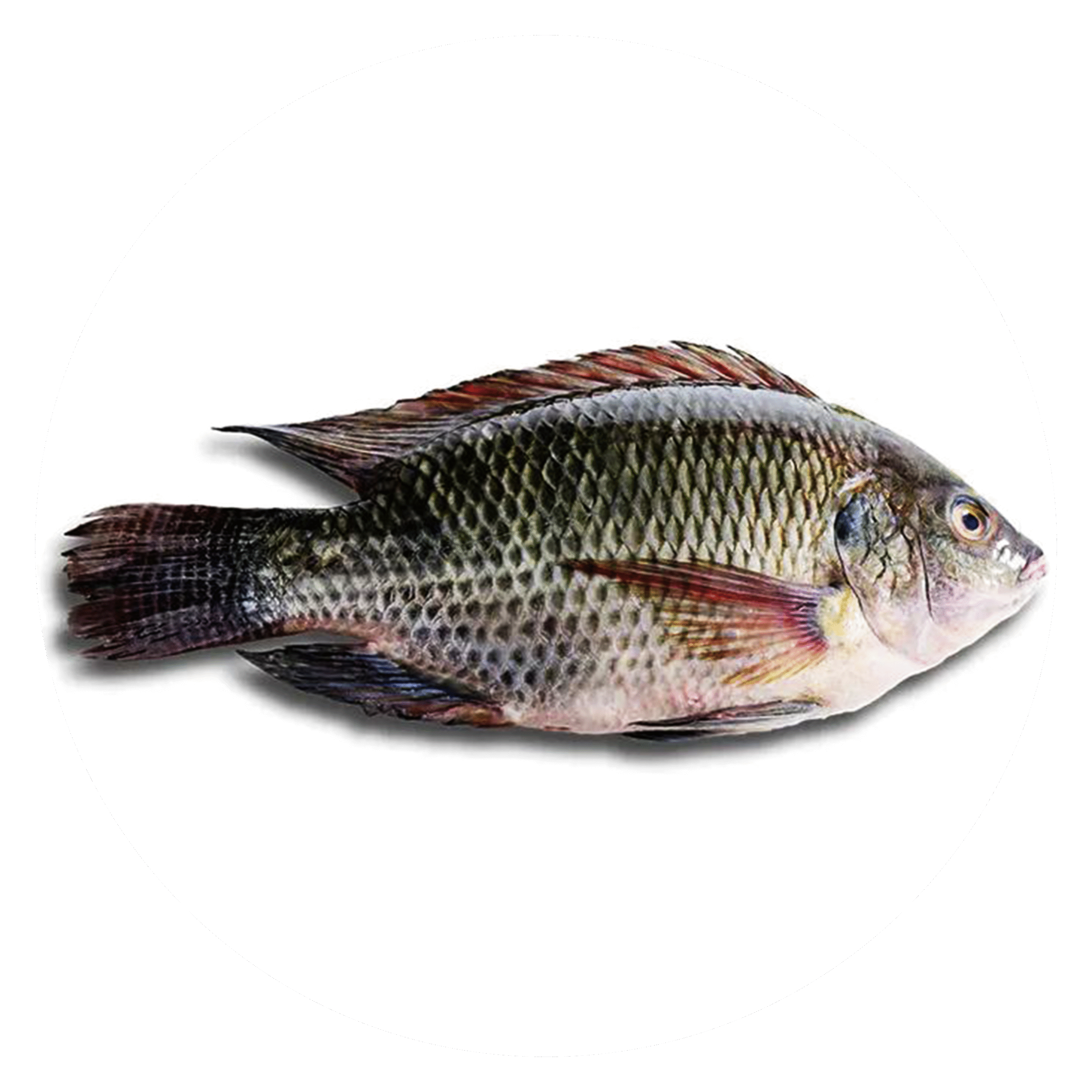 Tilapia