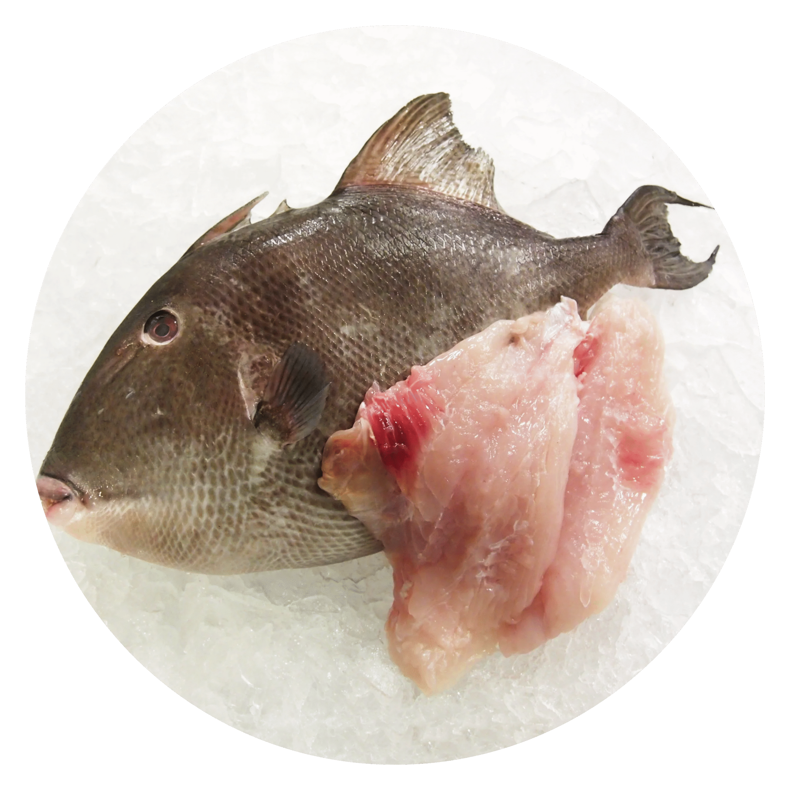 Trigger-Fish