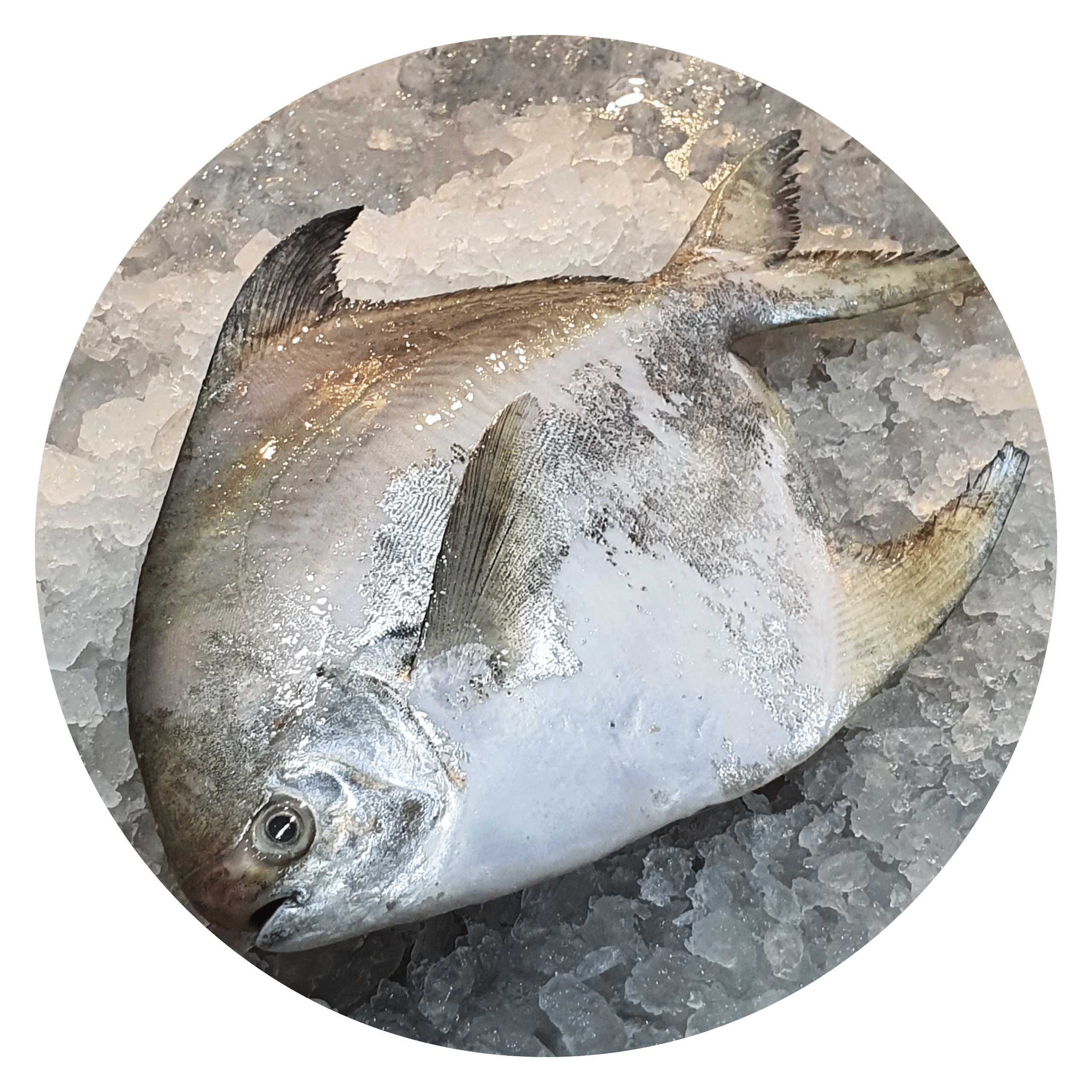 White-Pomfret