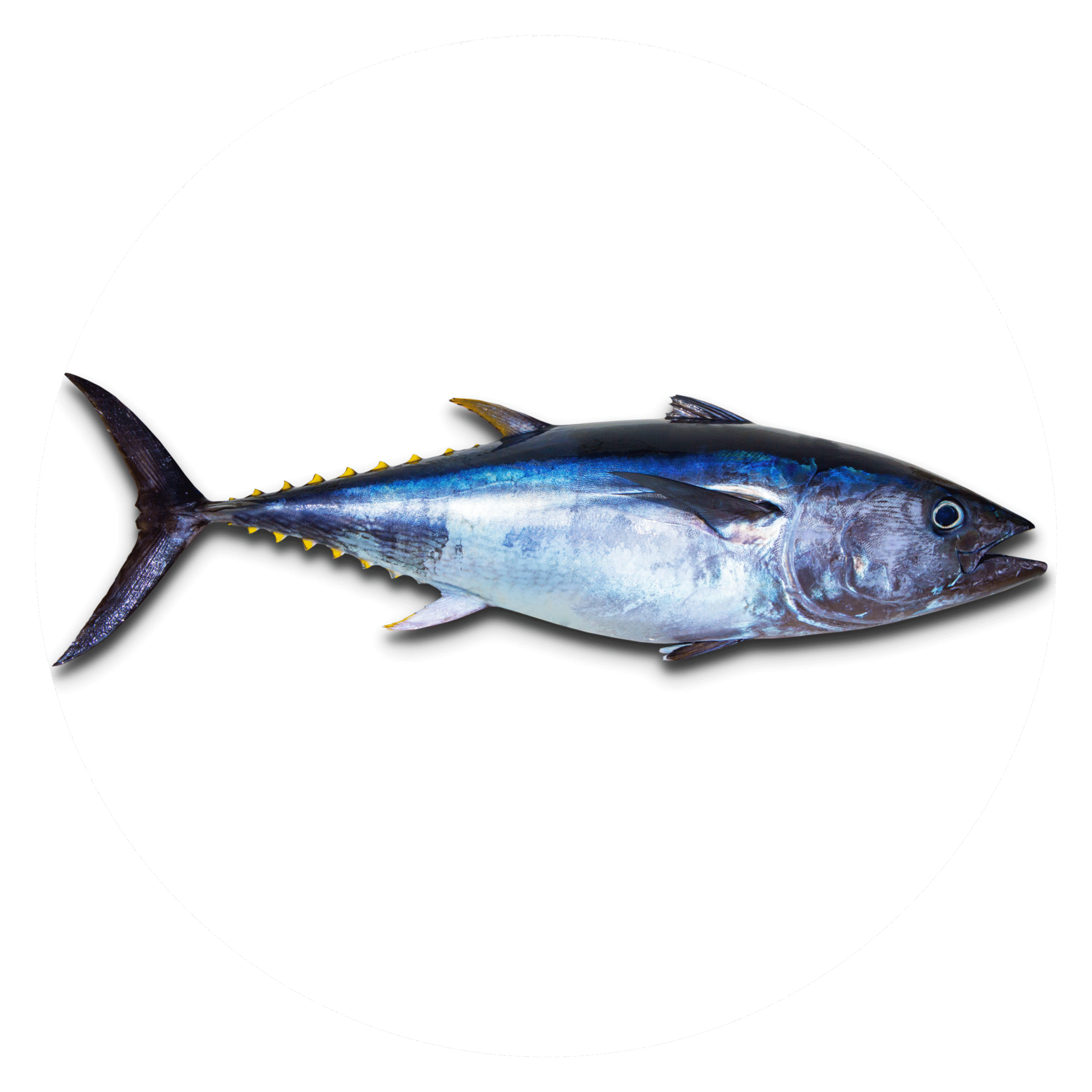 Yellowfin-Tuna