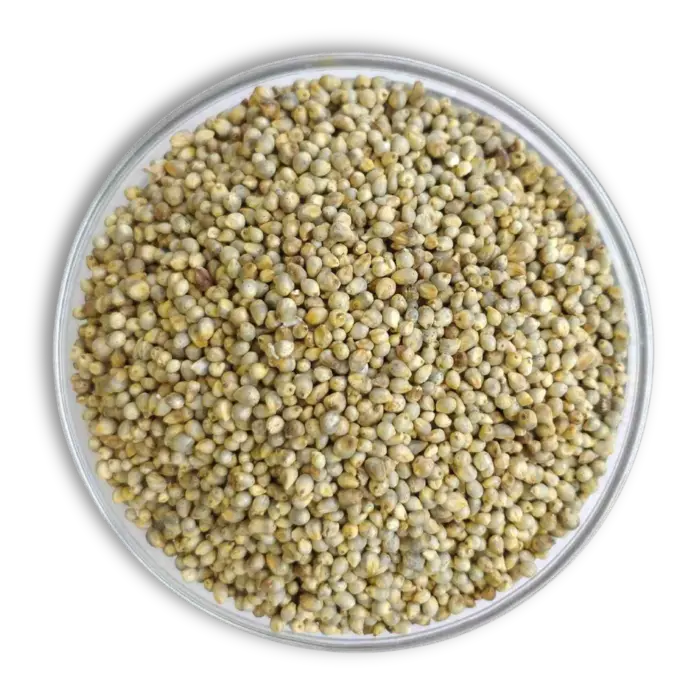 Premium Bajra-Pearl millet grains for export