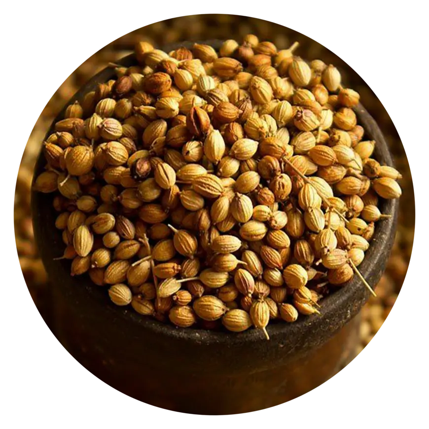 Coriander