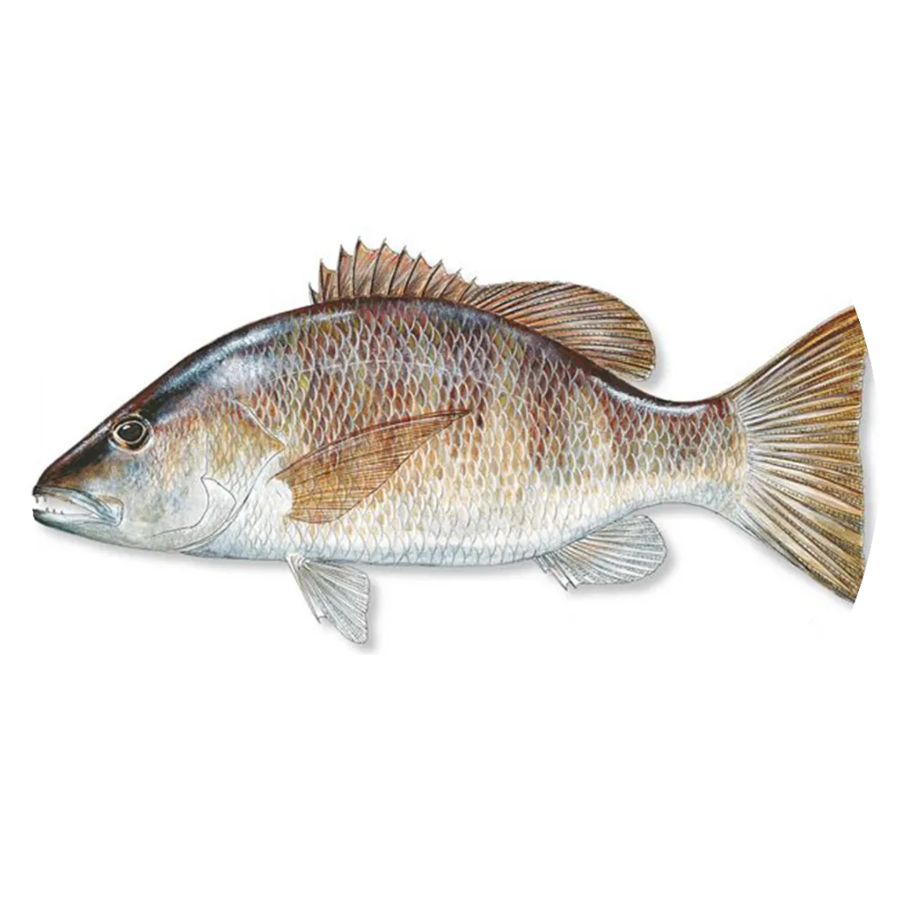 Gray-Snapper