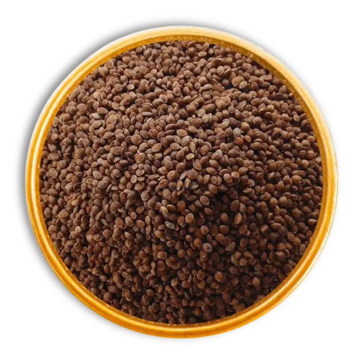 Premium Kodra-Kodo millet grains for export