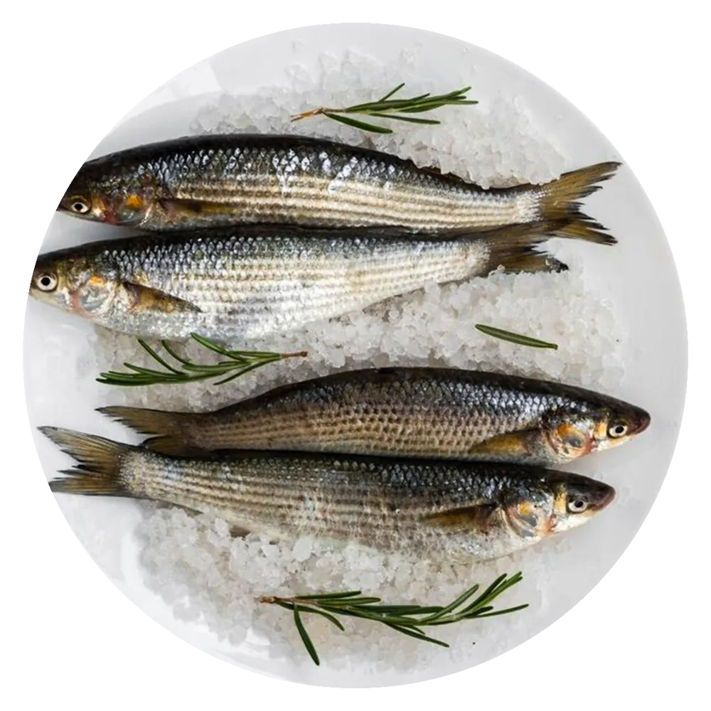 Mackerel-fish