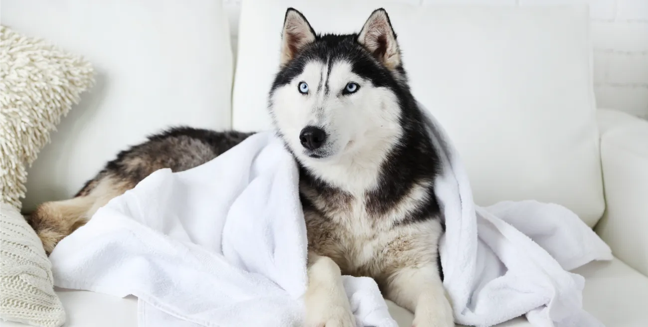 Pet-Towels