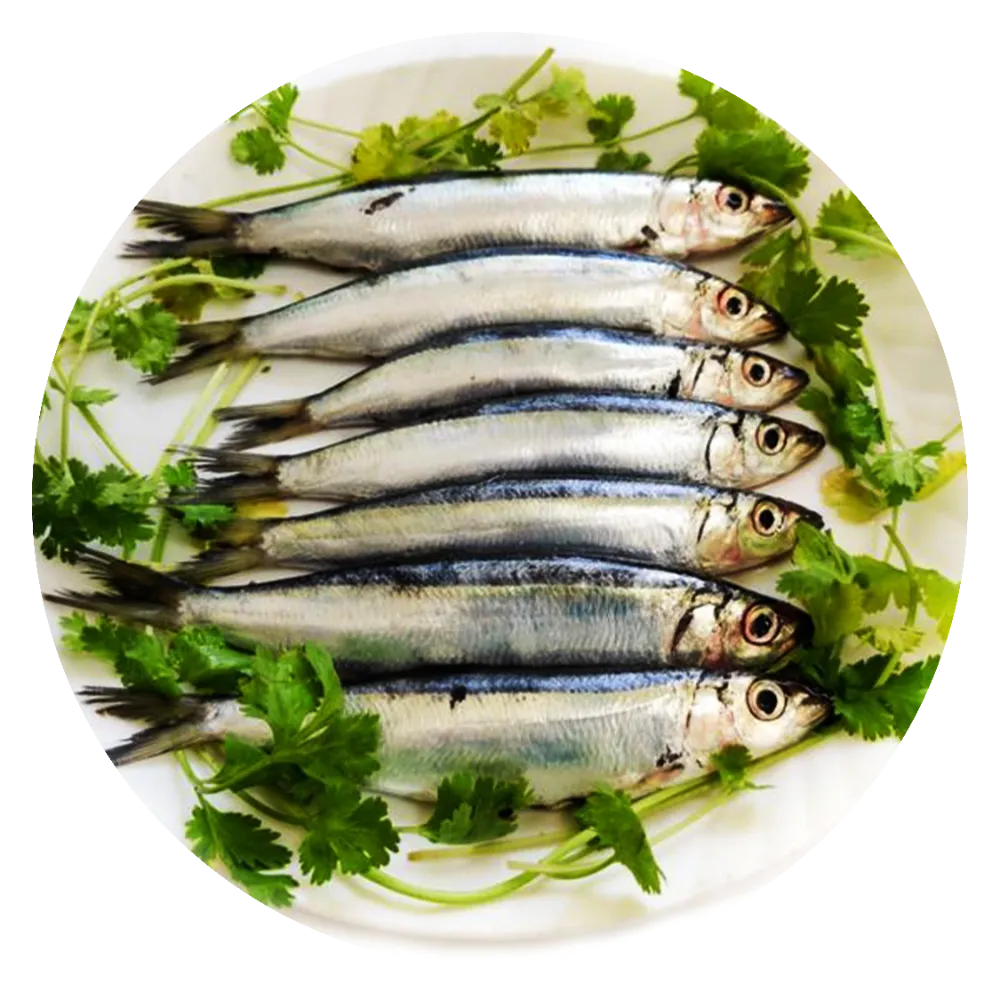 Sardine fish