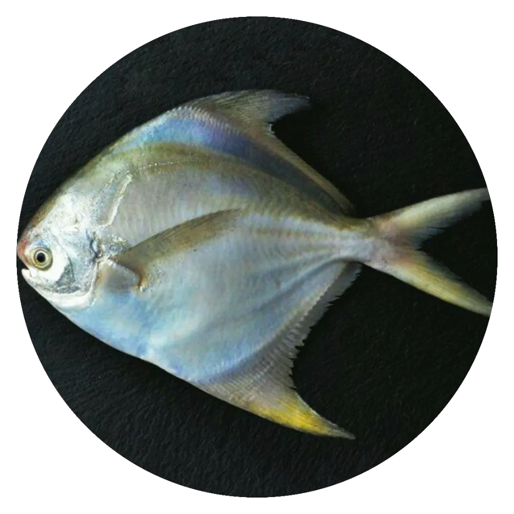 Silver-Pomfret