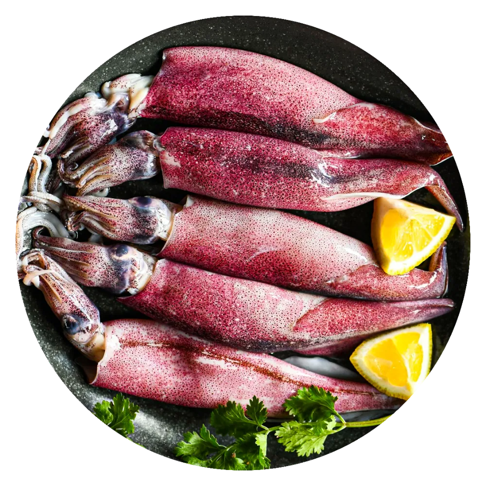 Squid