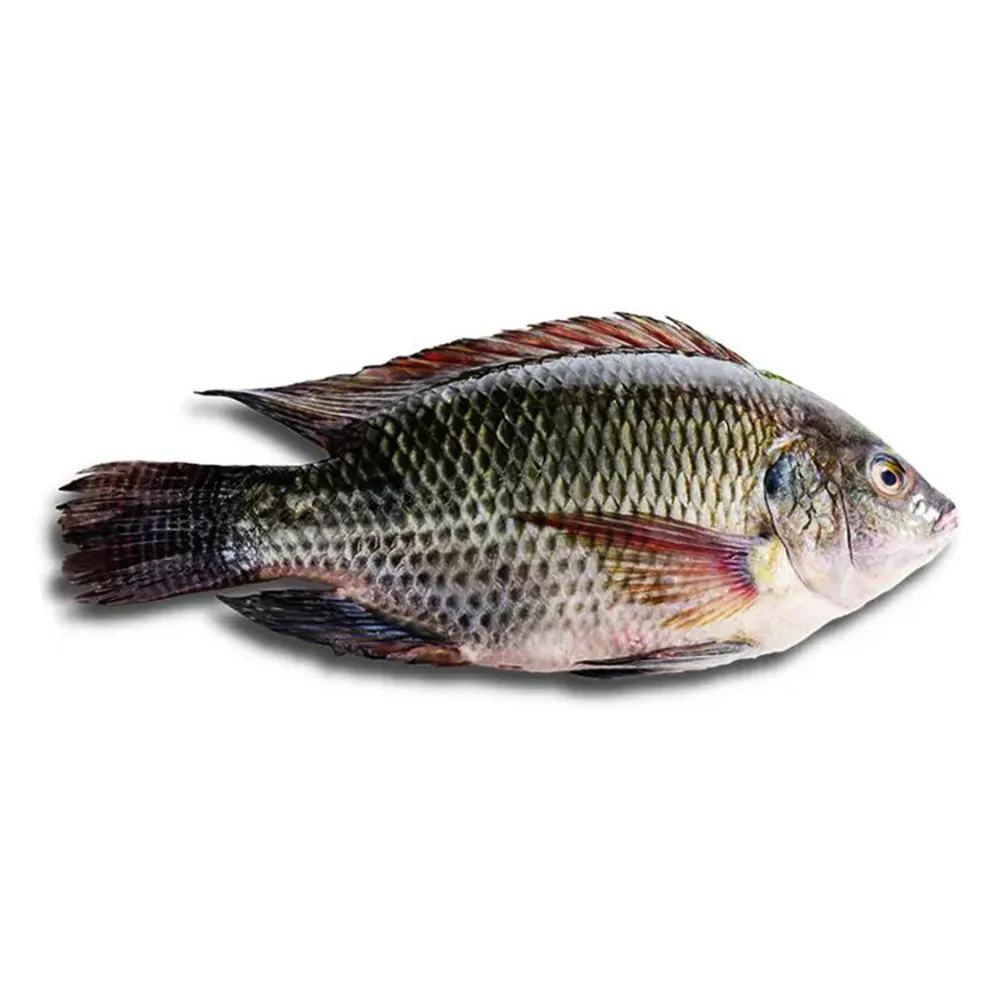 Tilapia
