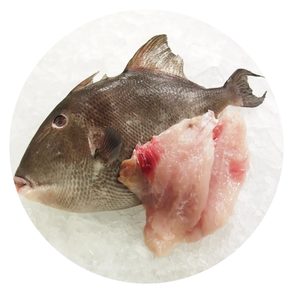 Trigger-Fish