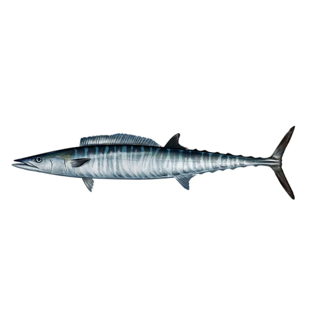 Wahoo-Fish