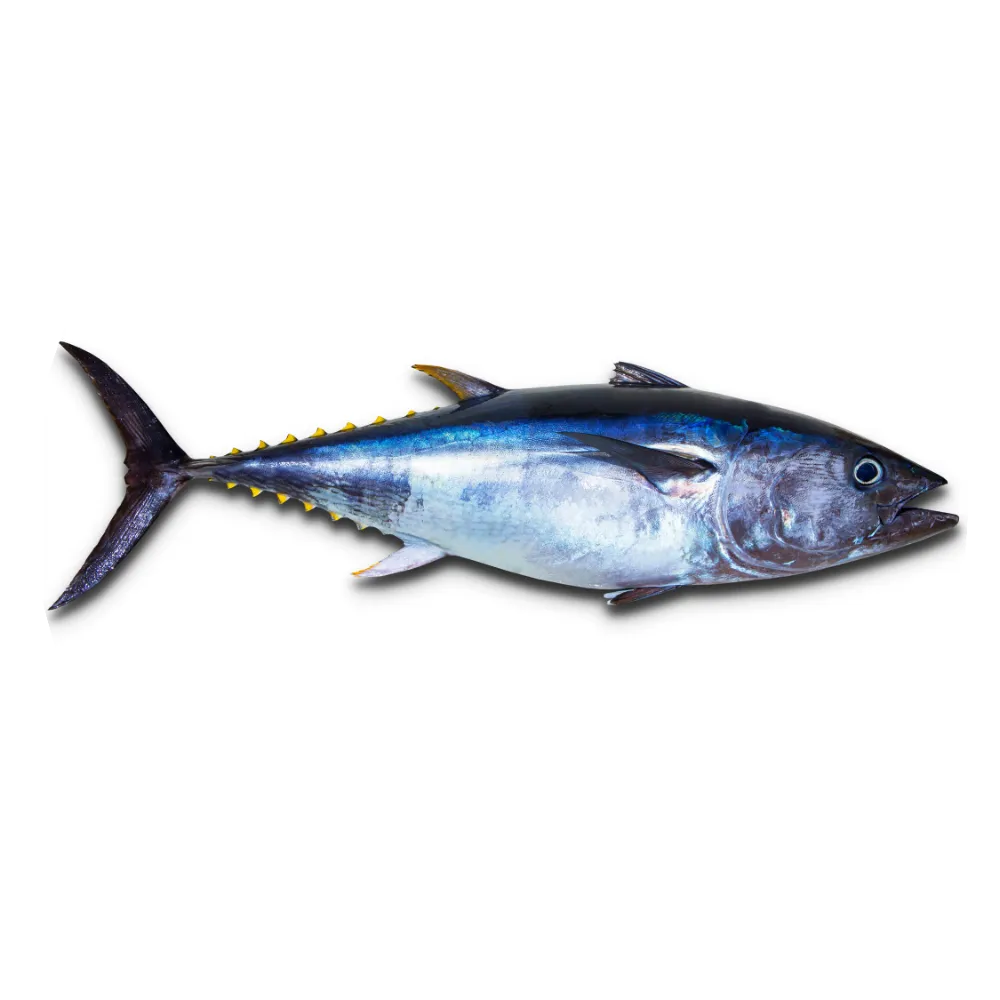 Yellowfin-Tuna