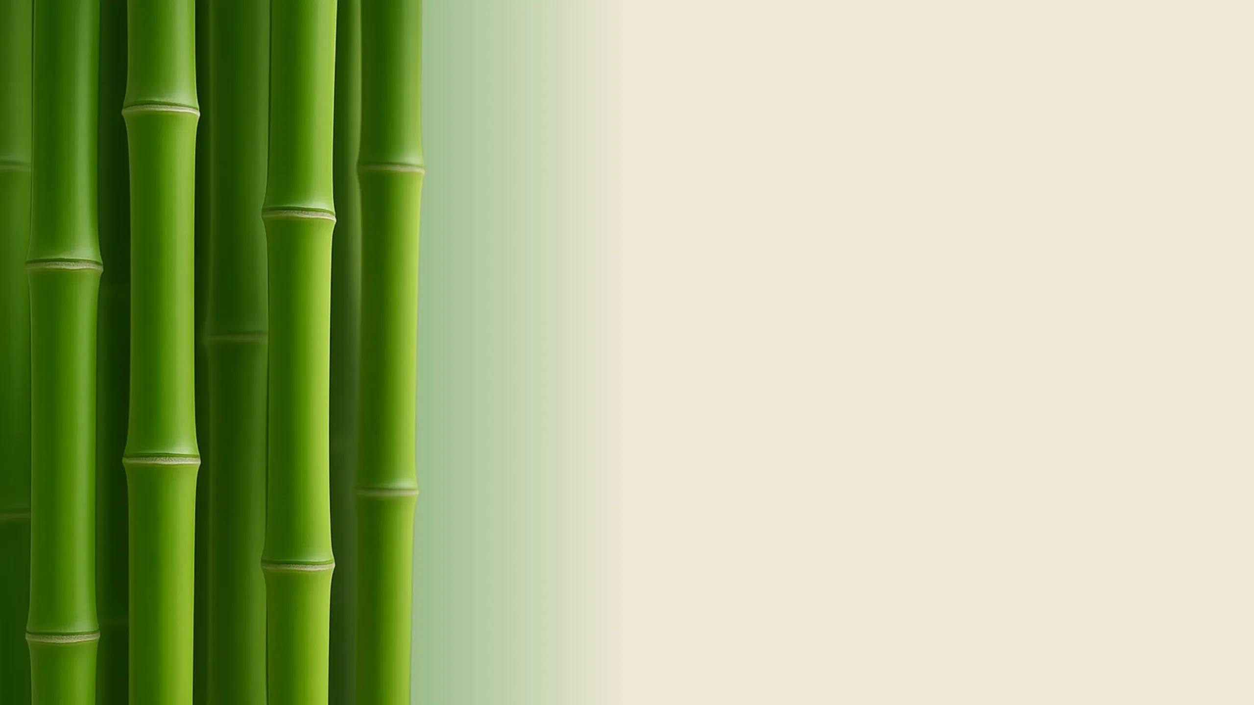 Bamboo