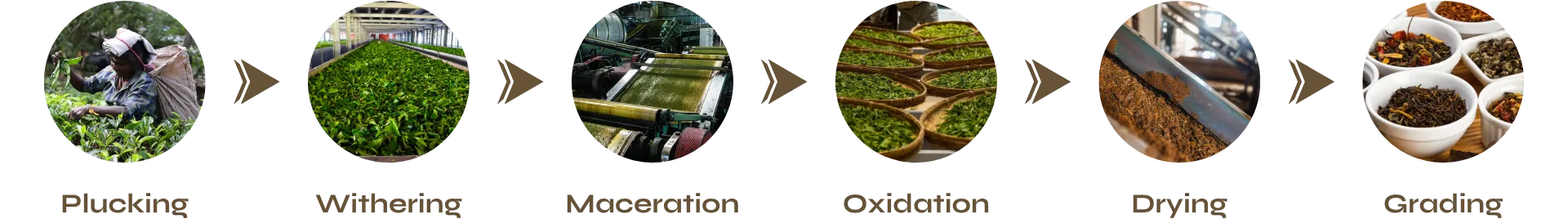 CTC-BLACK-TEA making process