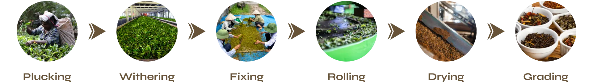 Orthodox Green Tea making process