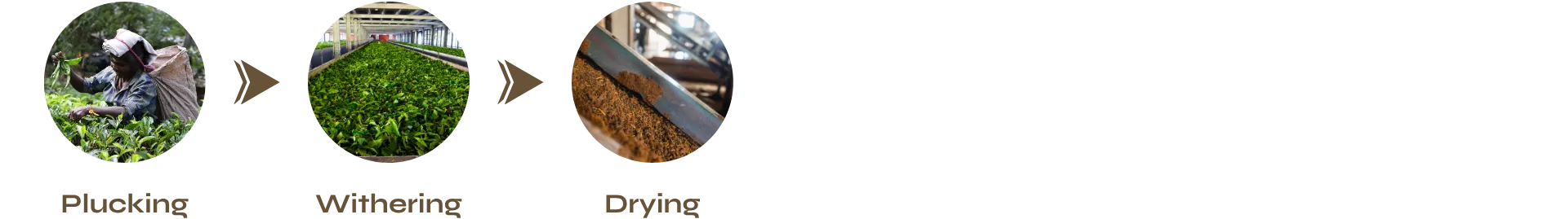 Orthodox White Tea making process